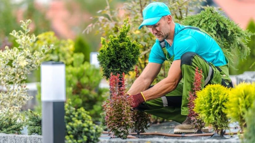 Why we often struggle to keep up with the garden